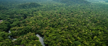 Aerial rainforest pan
