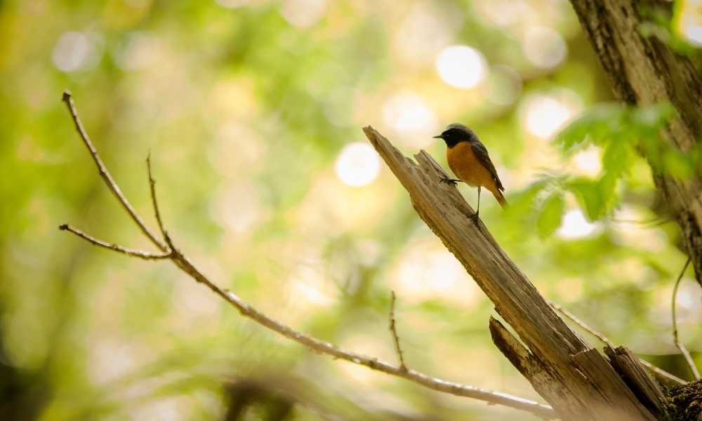 (AdobeStock) A redstart bird perched on a branch in a forest