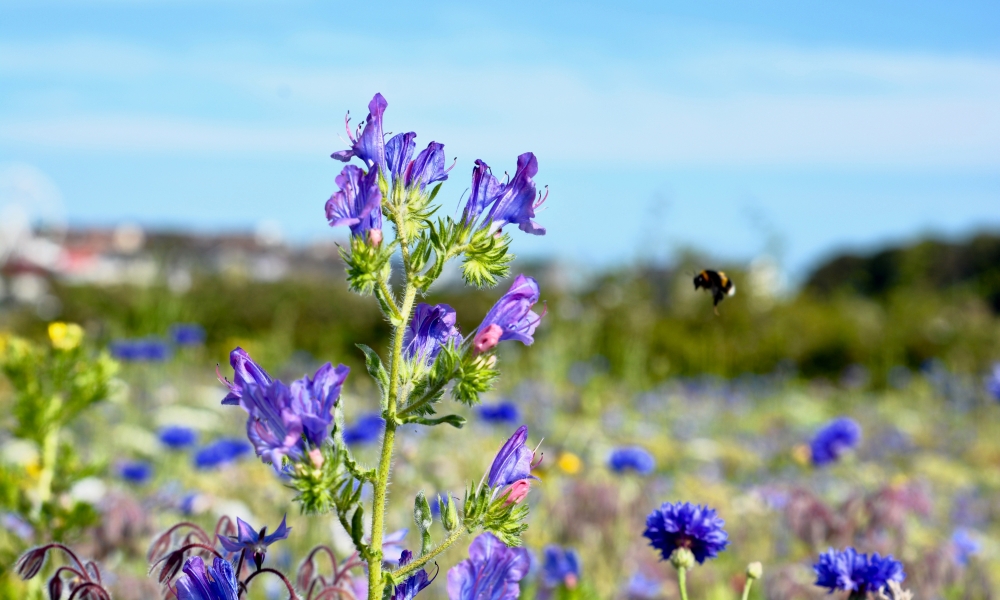 A bee in a field of wildflowers. Credit: AdobeStock