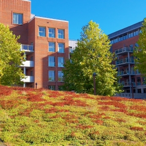 Green sedum roof with a slope for climate adaptation and urban greening
