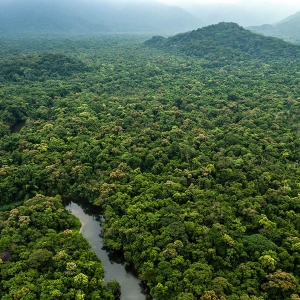 Aerial rainforest pan