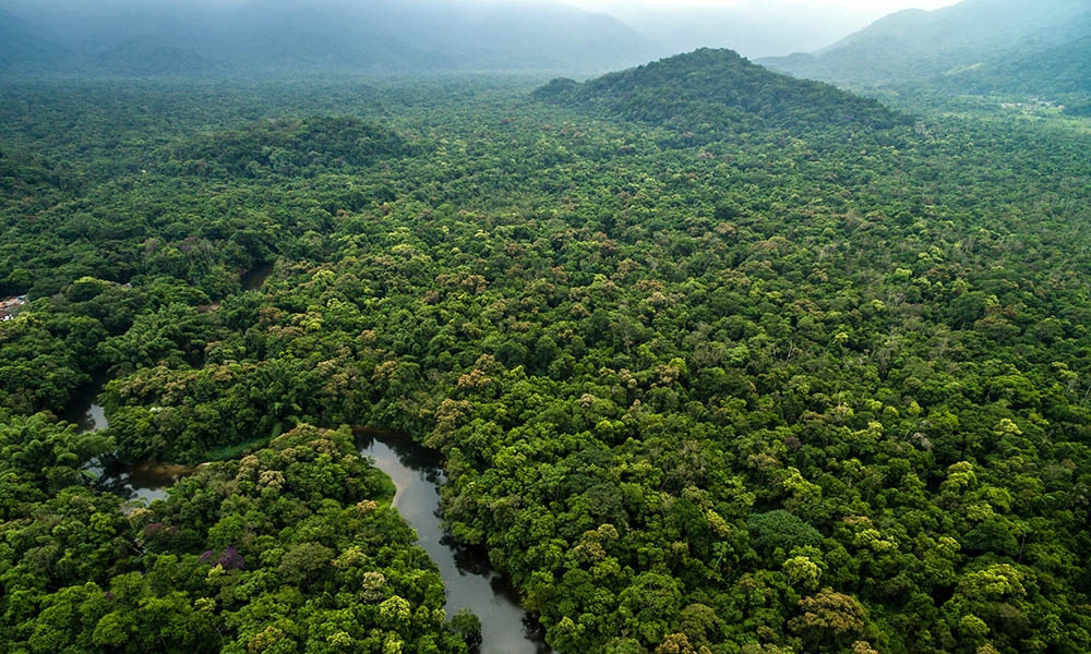 Aerial rainforest pan