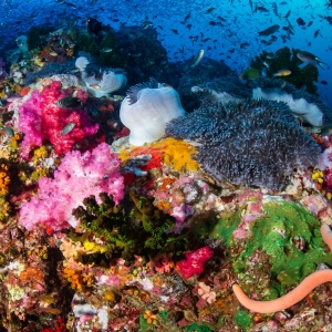 A colorful, thriving tropical coral reef surrounded by tropical fish.