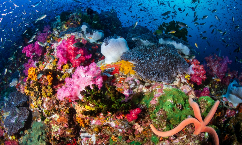 A colorful, thriving tropical coral reef surrounded by tropical fish.