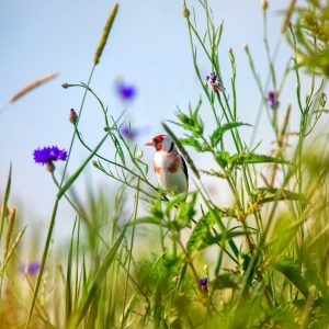 Goldfinch Carduelis carduelis feeding on teasel Dipsacus fullonum. Colourful male bird in the finch family Fringillidae feeding on seeds whilst perched flowerhead. the best photo. Hidden in the grass.