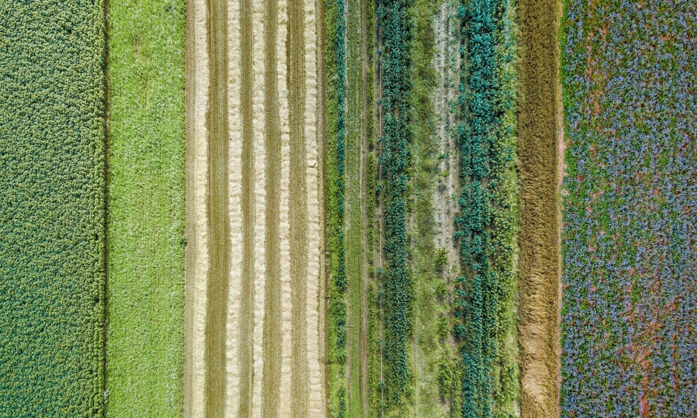 Aerial drone image of fields with diverse crop growth