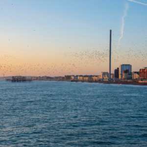 Image description coming soon