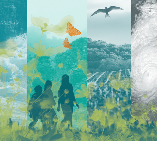 The Agile Story: An experiment in doing research differently